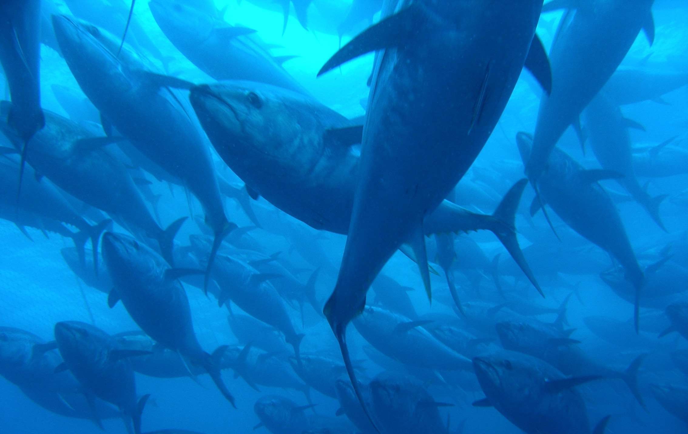 Avoid overfishing Biology Diagrams