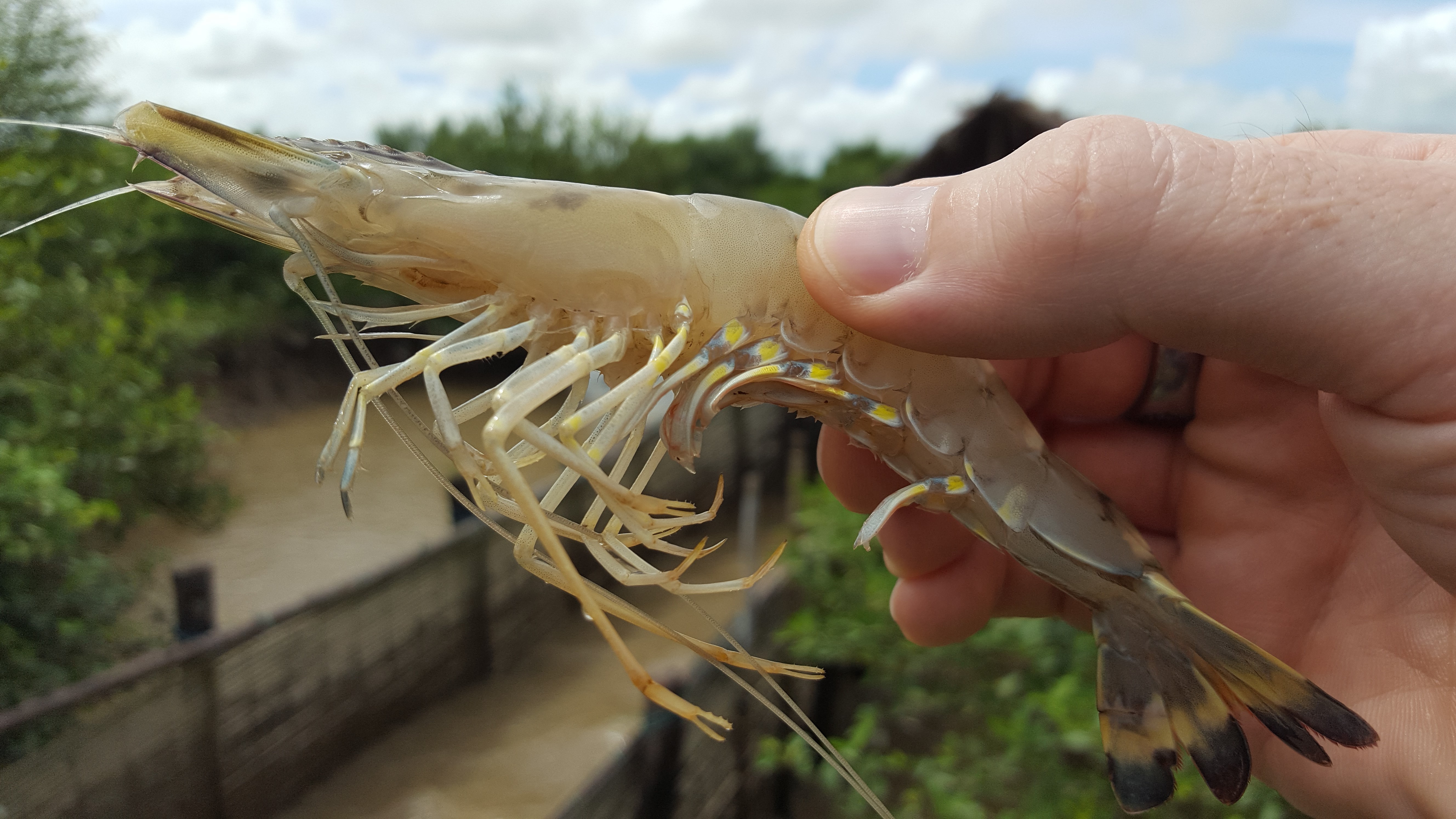 Advancing Sustainable Shrimp Farming Stories Seafood Watch Advancing Sustainable Shrimp Farming Stories Seafood Watch