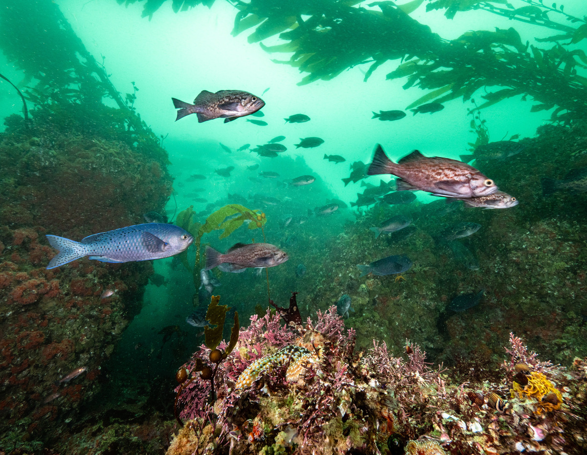 From overfished to ocean-friendly: The U.S. West Coast groundfish ...