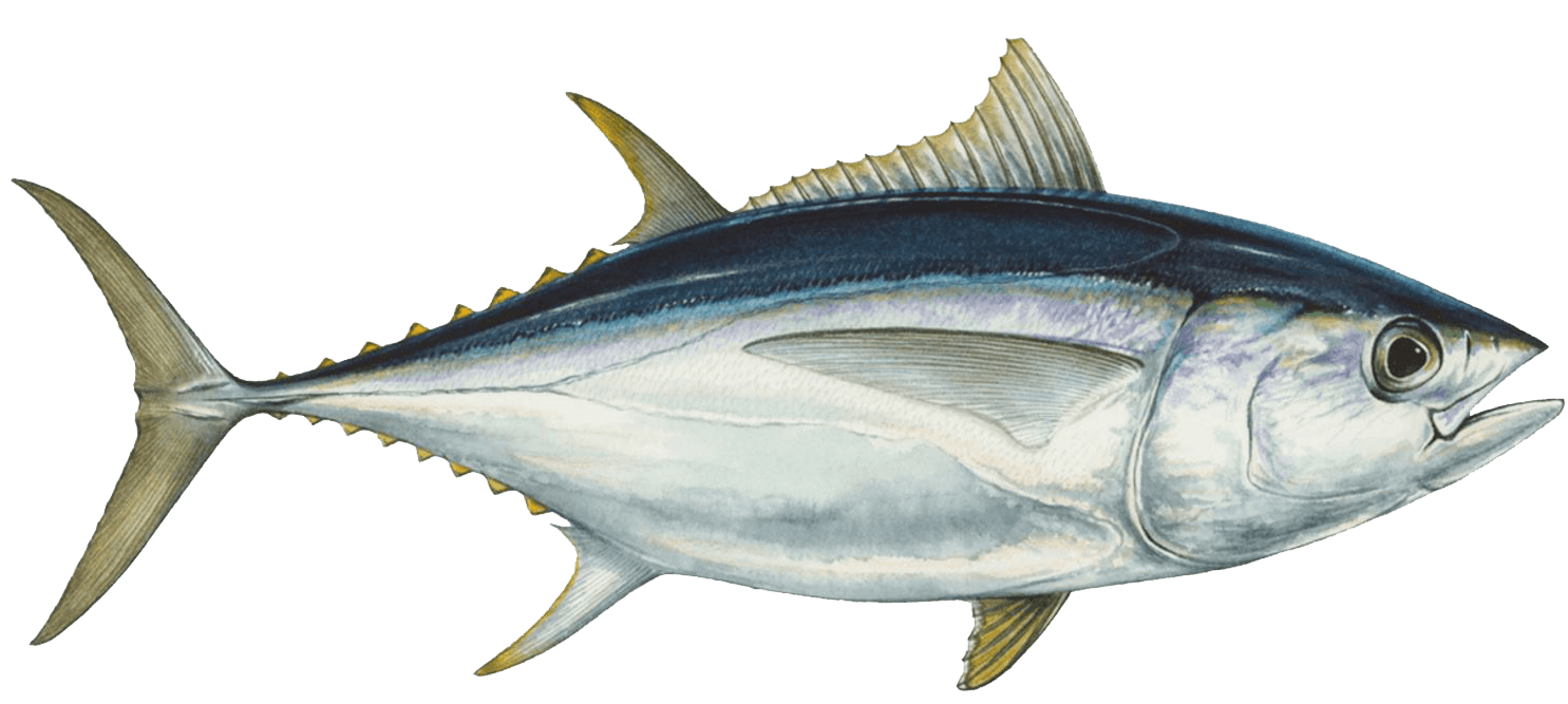 Fish Images