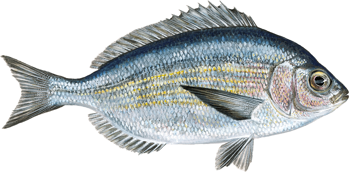 PACIFIC YELLOWTAIL SNAPPER