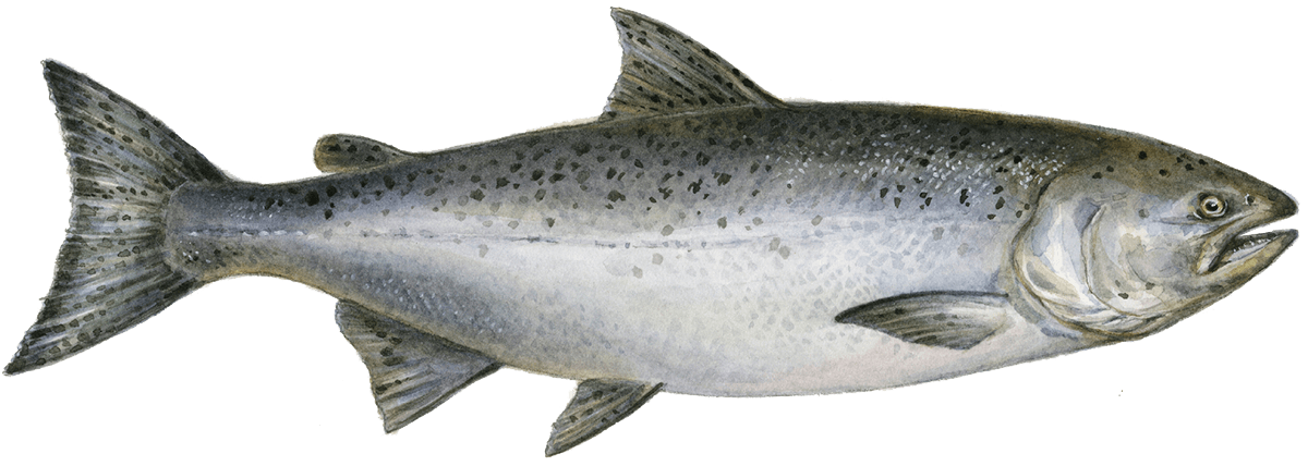 Search Sustainable Seafood Recommendations By Seafood Watch