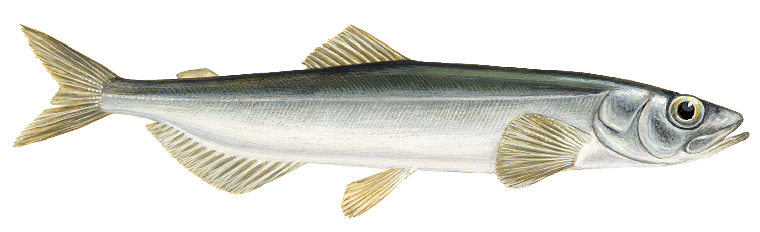 Search sustainable seafood recommendations by Seafood Watch