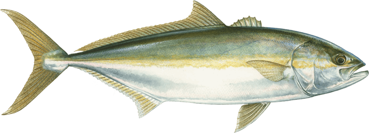 Yellowtail amberjack Amberjack seafood recommendation | Seafood Watch