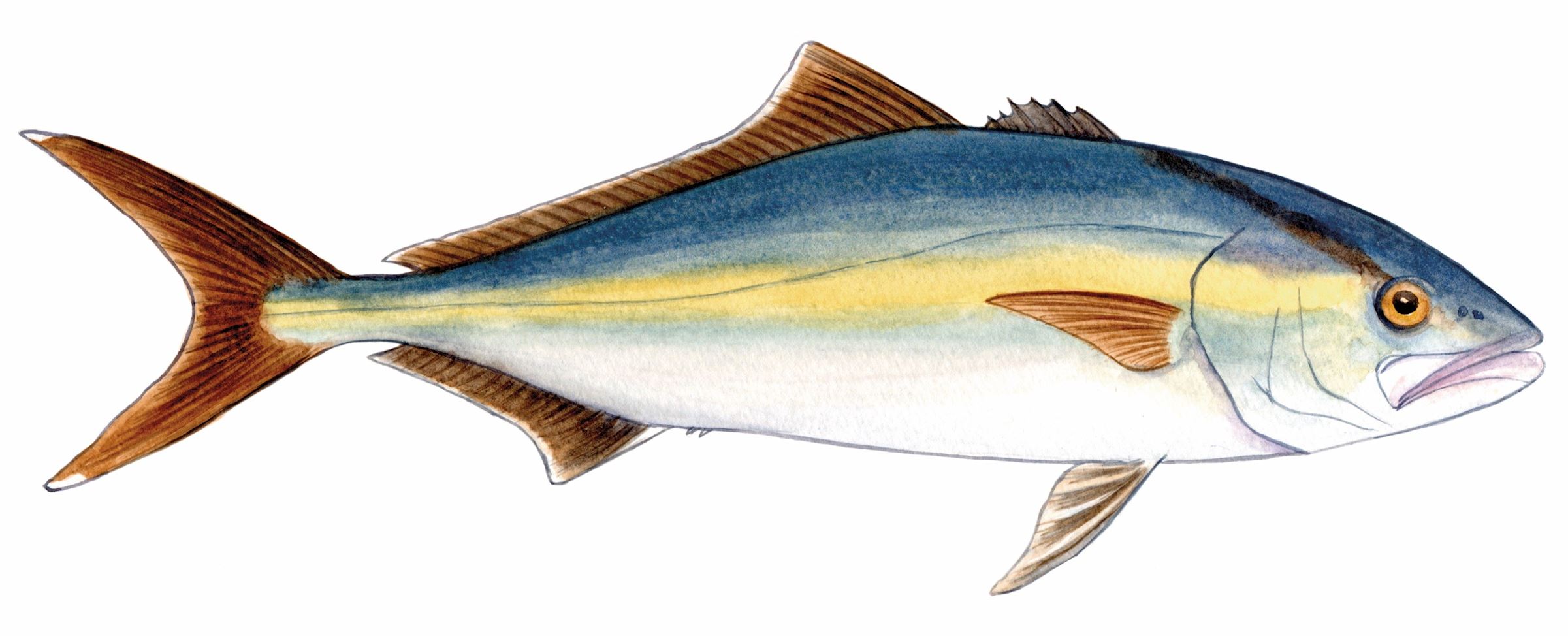 Band Aid Rudder Fish Banded rudderfish Amberjack seafood recommendation | Seafood Watch