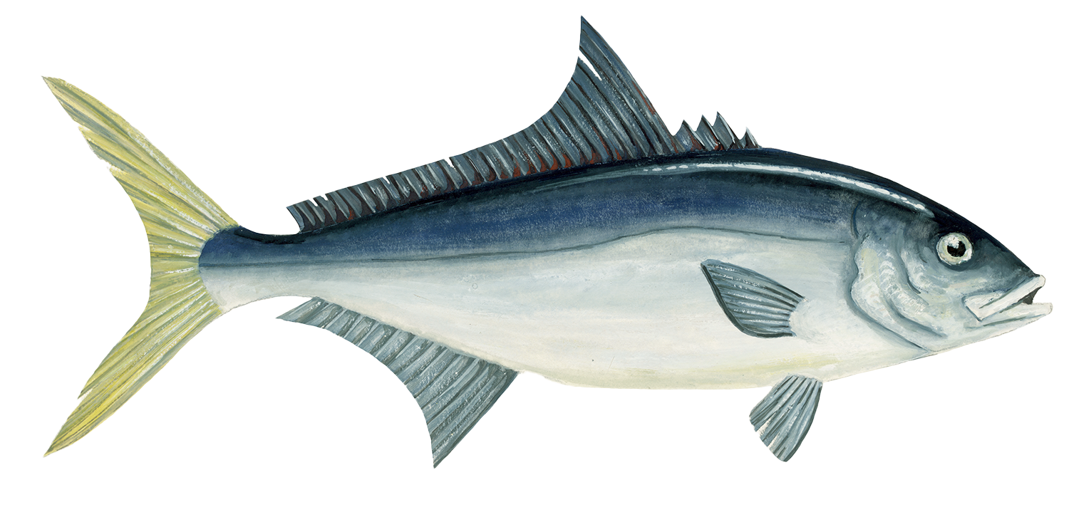 Buri Amberjack seafood recommendation | Seafood Watch