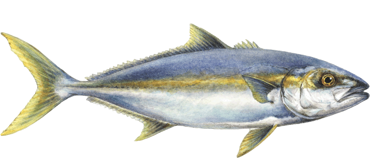 Buri amberjack Amberjack seafood Seafood Watch