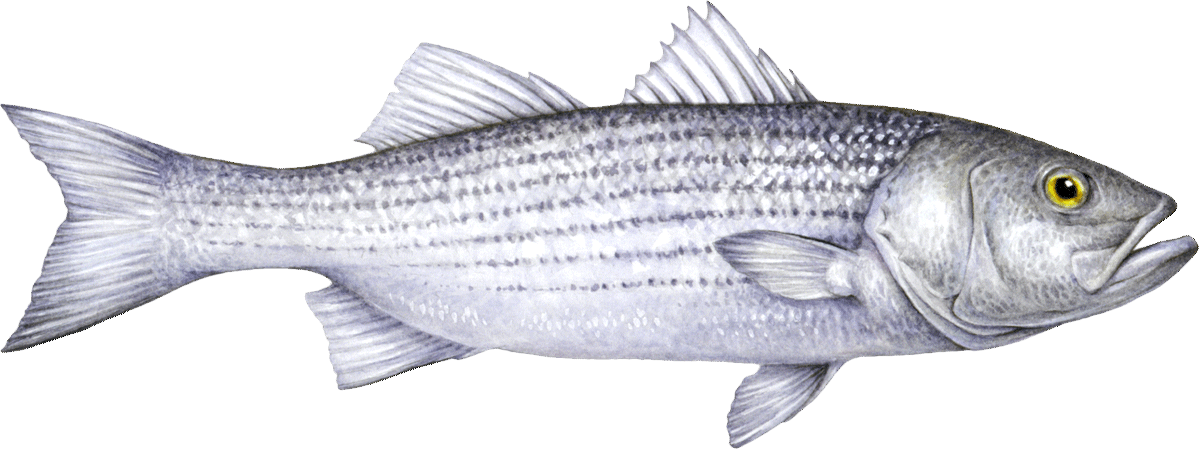Striped bass Bass seafood recommendation | Seafood Watch