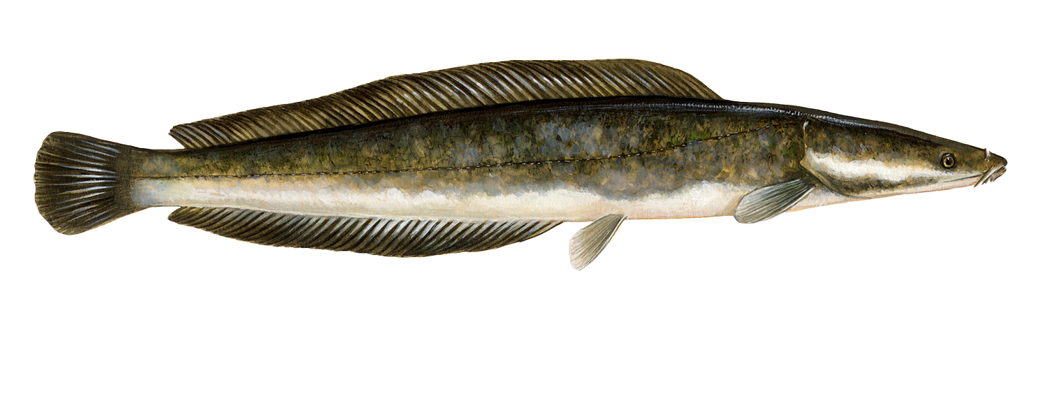 Sharptooth catfish Catfish seafood recommendation | Seafood Watch