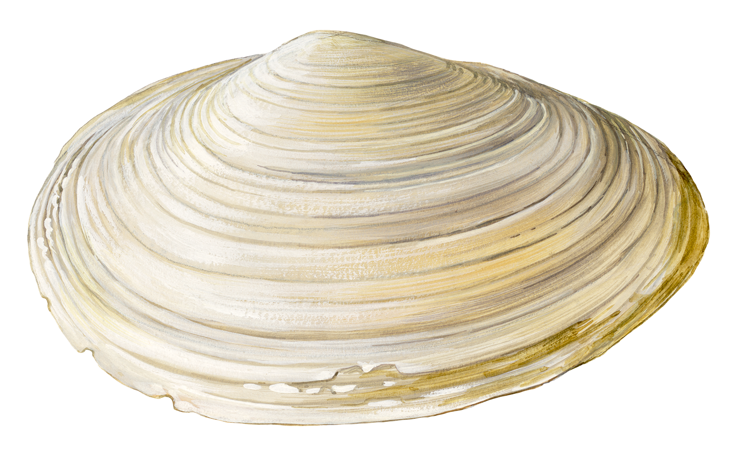Softshell clam Clams seafood recommendation | Seafood Watch