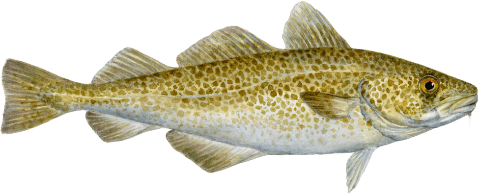 Atlantic cod Cod seafood recommendation