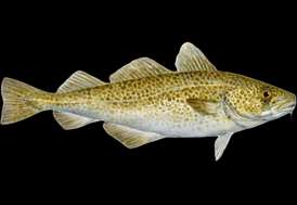 Atlantic cod Cod seafood recommendation | Seafood Watch