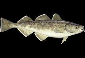 Pacific cod Cod seafood recommendation | Seafood Watch
