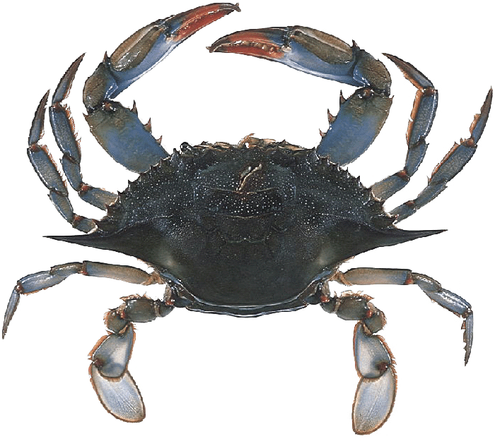 Sustainable crab guide