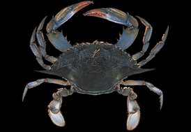 Blue crab Crab seafood recommendation