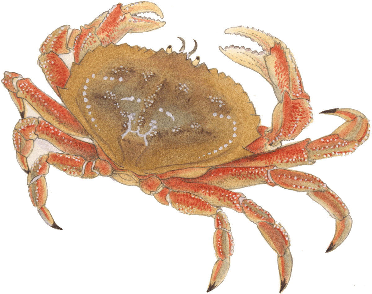 Crab Season 2025 Alaska 2025 Lexie Opalina