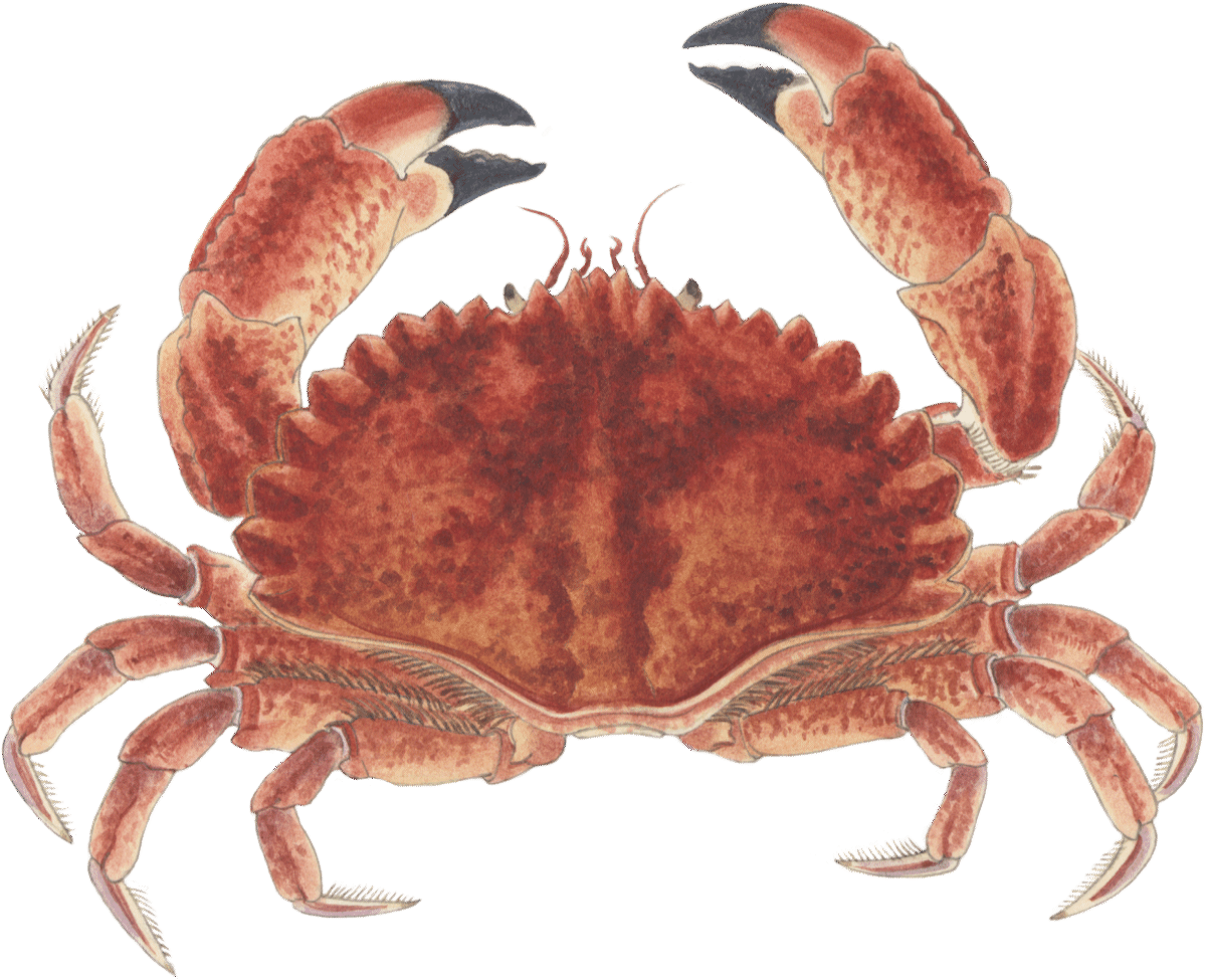 Rock crab Crab seafood Seafood Watch