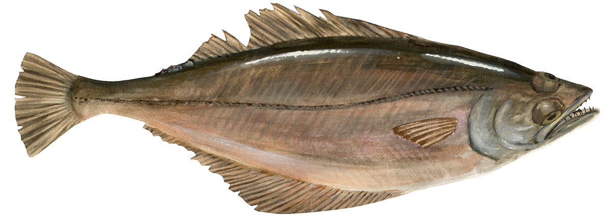 Arrowtooth flounder Flounder seafood recommendation