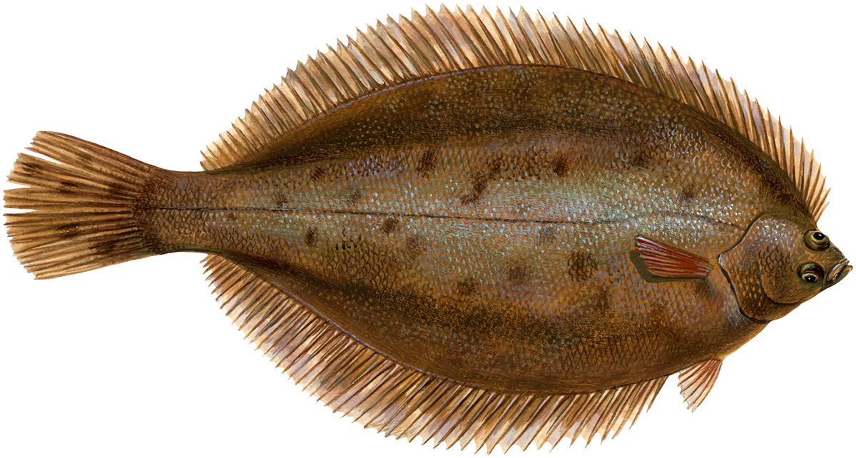 Blackback Flounder Seafood Recommendation Seafood Watch Blackback Flounder Seafood Recommendation Seafood Watch