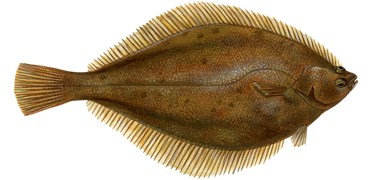 Yellowtail flounder Flounder seafood Seafood Watch