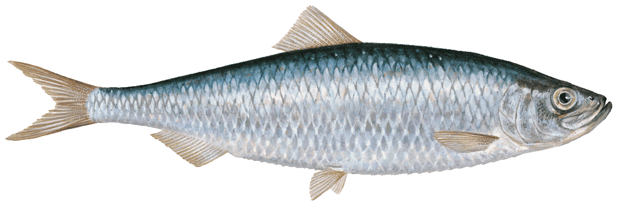 Pacific herring Herring seafood recommendation | Seafood Watch