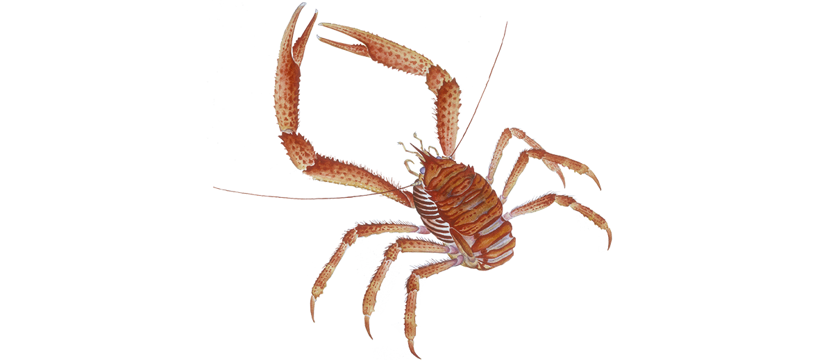 Blue squat lobster Lobster seafood Seafood Watch