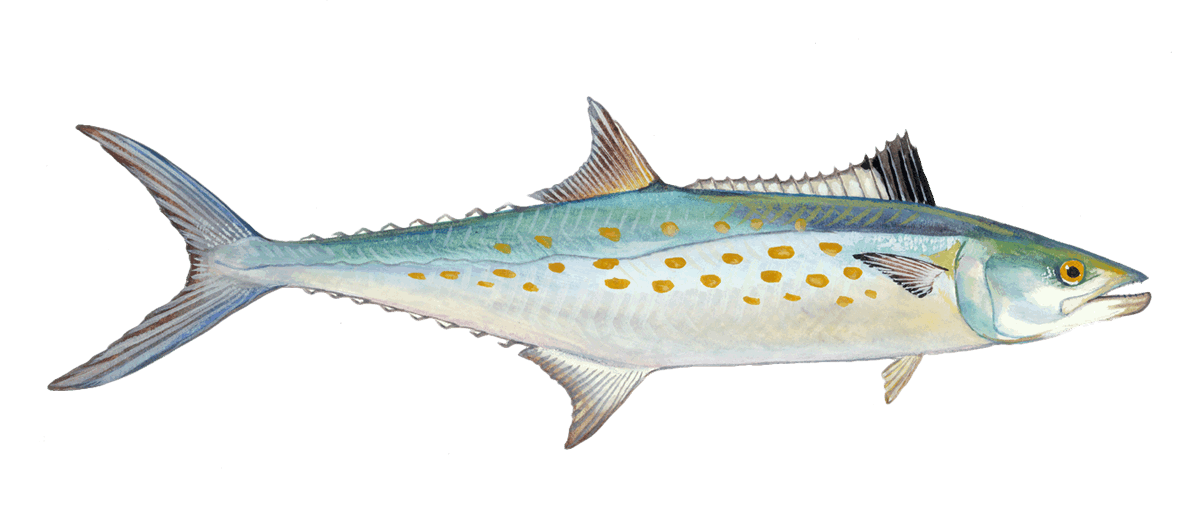 Atlantic Spanish mackerel Mackerel seafood Seafood Watch