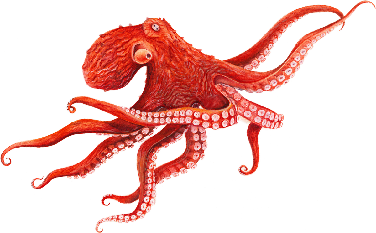 Giant Octopus Png
