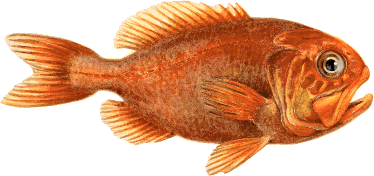 Orange roughy Orange Roughy seafood Seafood Watch