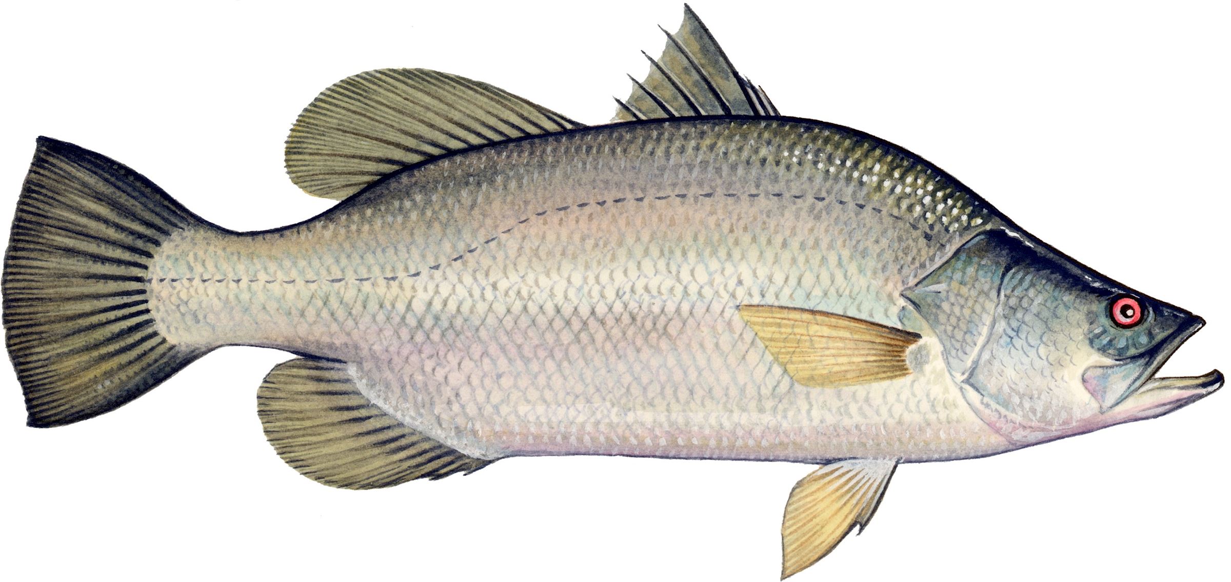 Sea perch discount