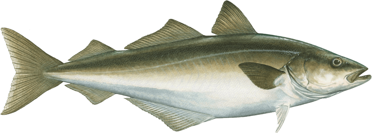 Pollock Pollock seafood recommendation Seafood Watch