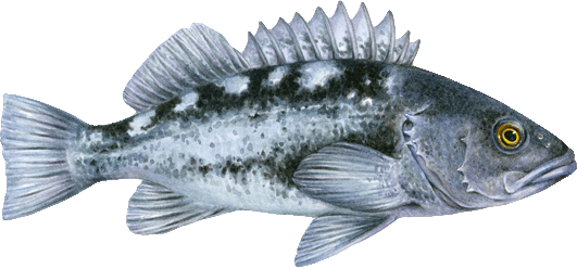 Black rockfish Rockfish seafood recommendation | Seafood Watch