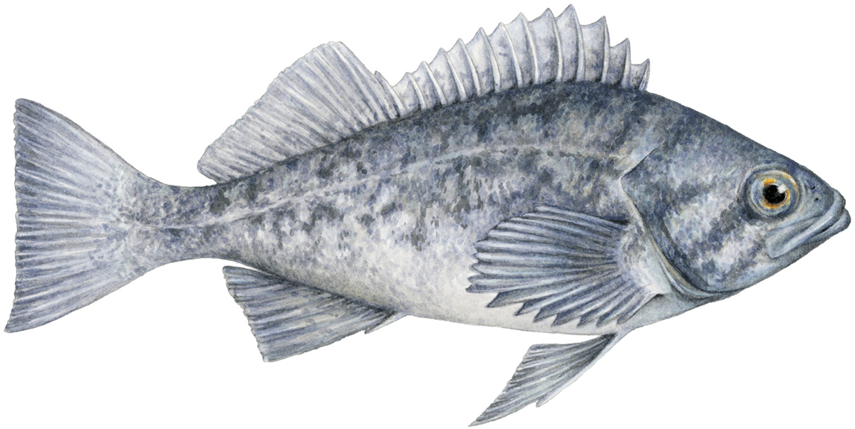Blue rockfish Rockfish seafood recommendation | Seafood Watch