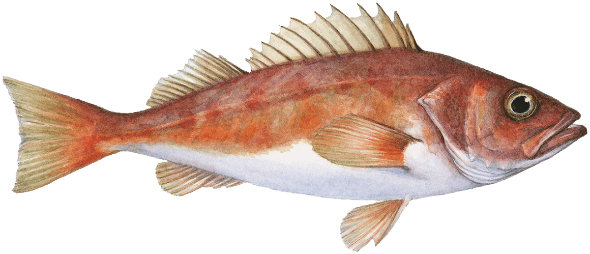 Chilipepper rockfish Rockfish seafood Seafood Watch