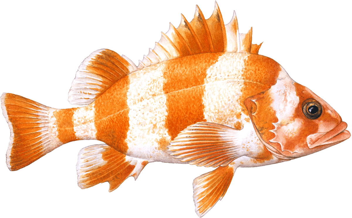 Redbanded rockfish Rockfish seafood recommendation