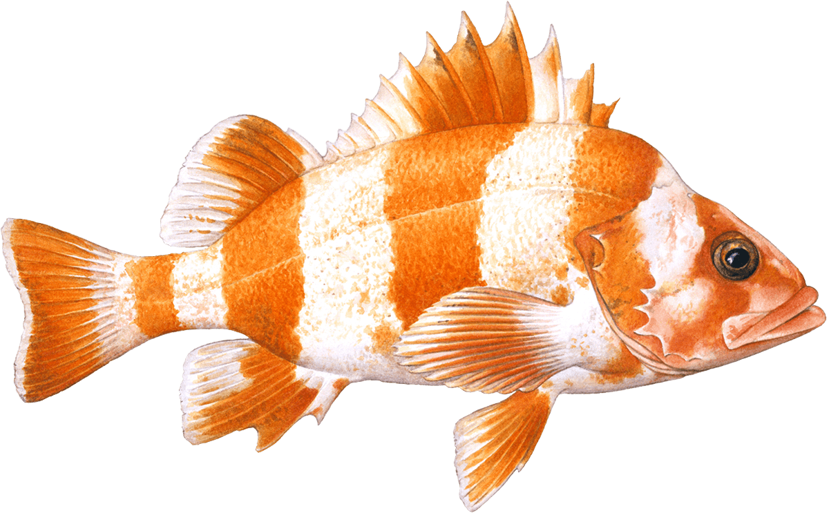 Redbanded rockfish Rockfish seafood Seafood Watch