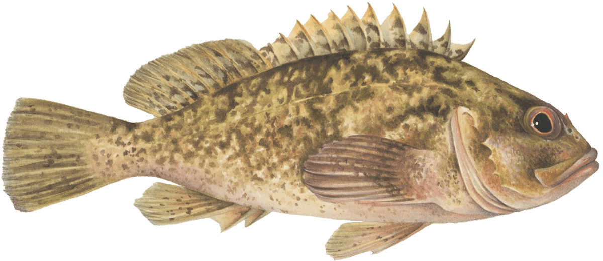 Grass rockfish Rockfish seafood recommendation | Seafood Watch