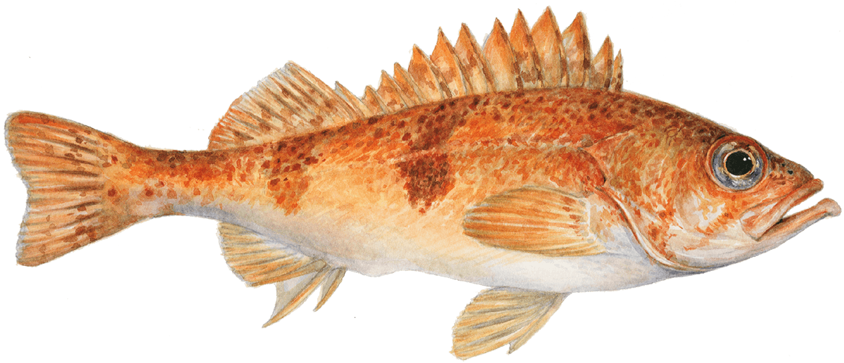 Darkblotched rockfish Rockfish seafood Seafood Watch