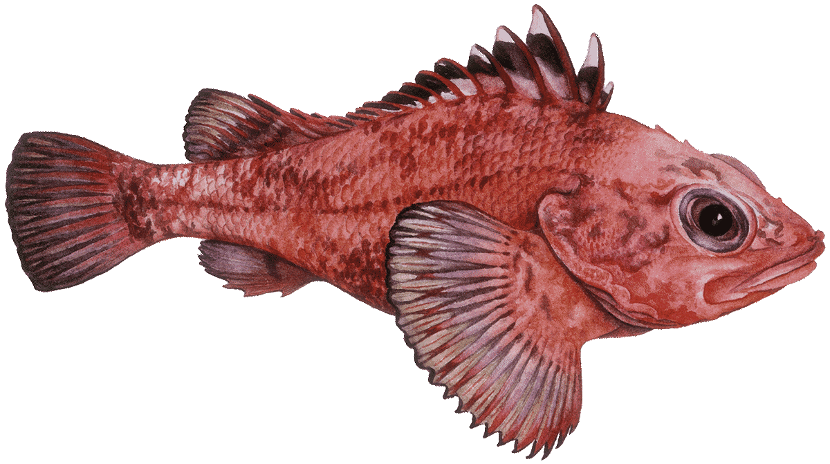 Shortspine thornyhead Rockfish seafood recommendation | Seafood Watch