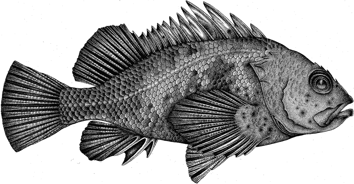 Quillback rockfish Rockfish seafood Seafood Watch