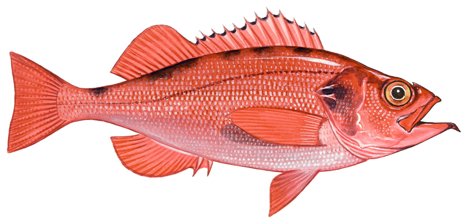 Perichal Fish Pacific Ocean perch Rockfish seafood recommendation | Seafood Watch