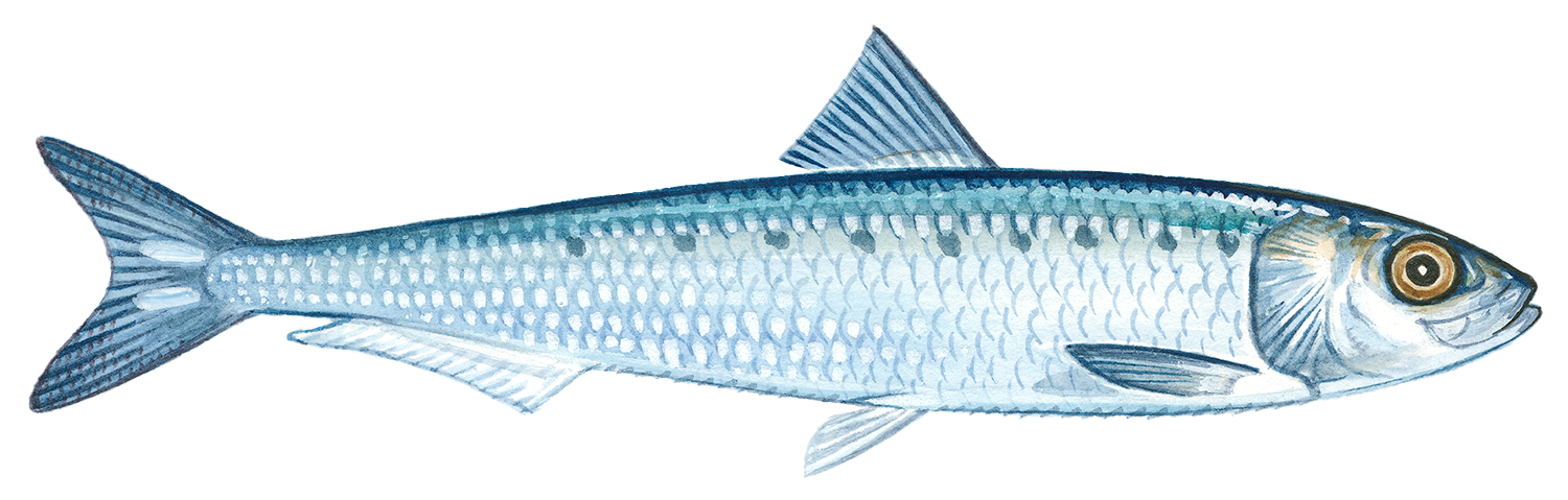 Japanese pilchard Sardine seafood recommendation | Seafood Watch