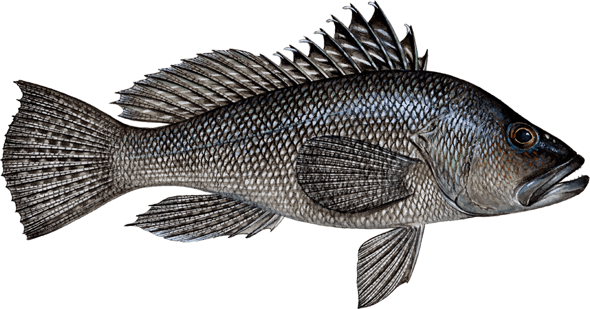 Black sea bass discount