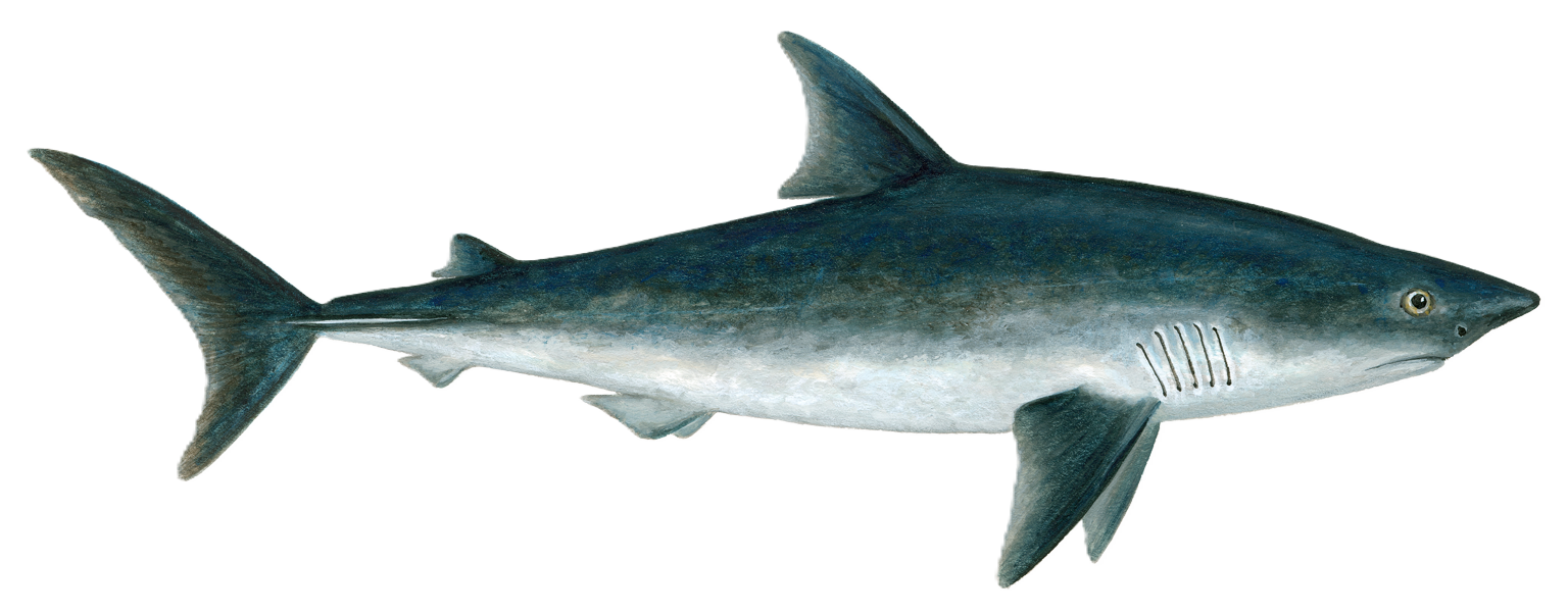 Isurus Shortfin mako shark Shark seafood recommendation | Seafood Watch