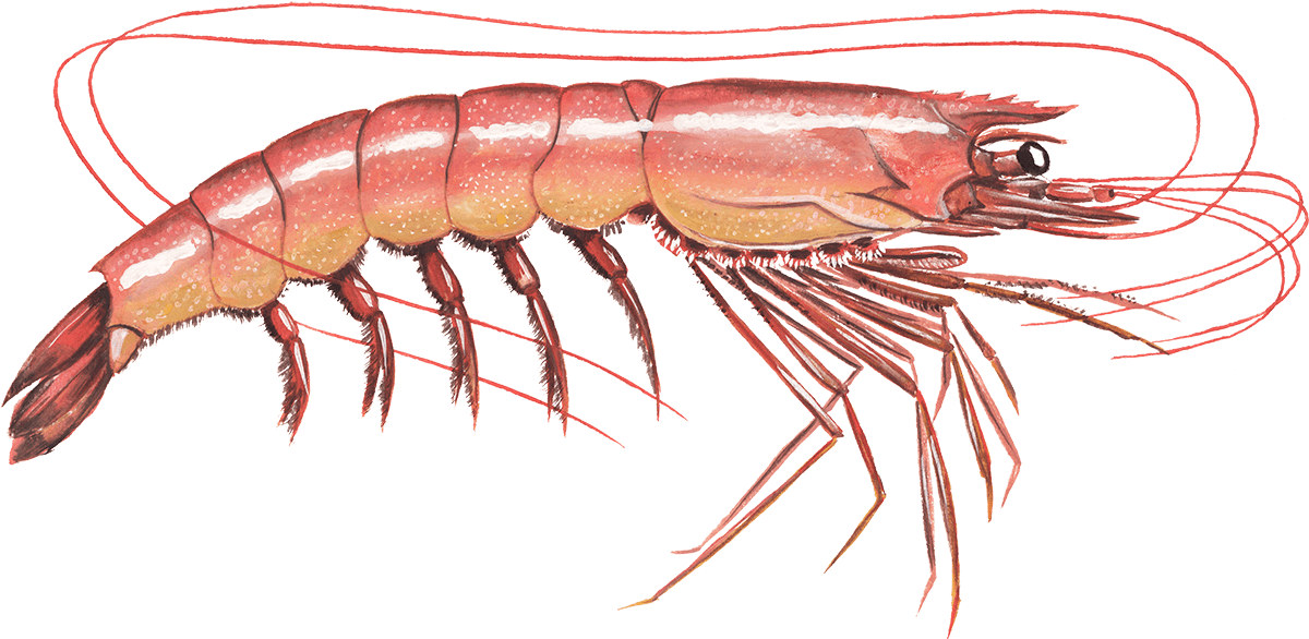 sti ru Porto Argentine red shrimp Shrimp seafood recommendation | Seafood Watch