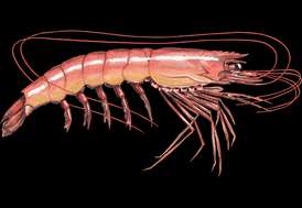 Argentine red shrimp Shrimp seafood recommendation