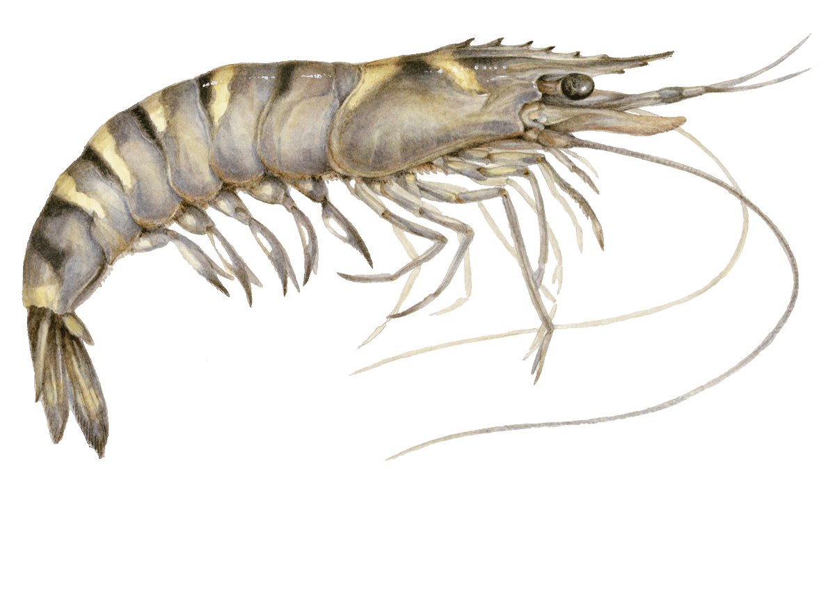 Giant tiger prawn Shrimp seafood Seafood Watch