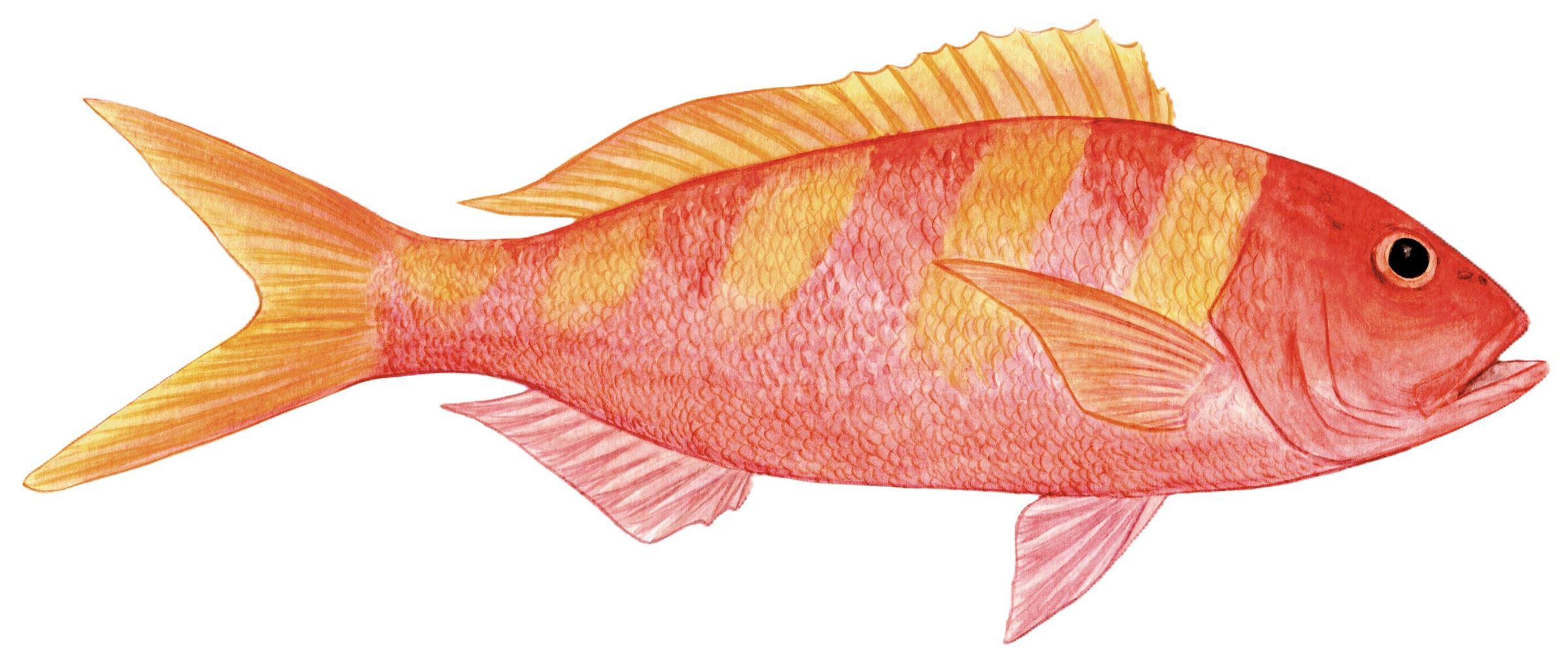 Oblique-banded snapper/Gindai Snapper seafood recommendation | Seafood ...