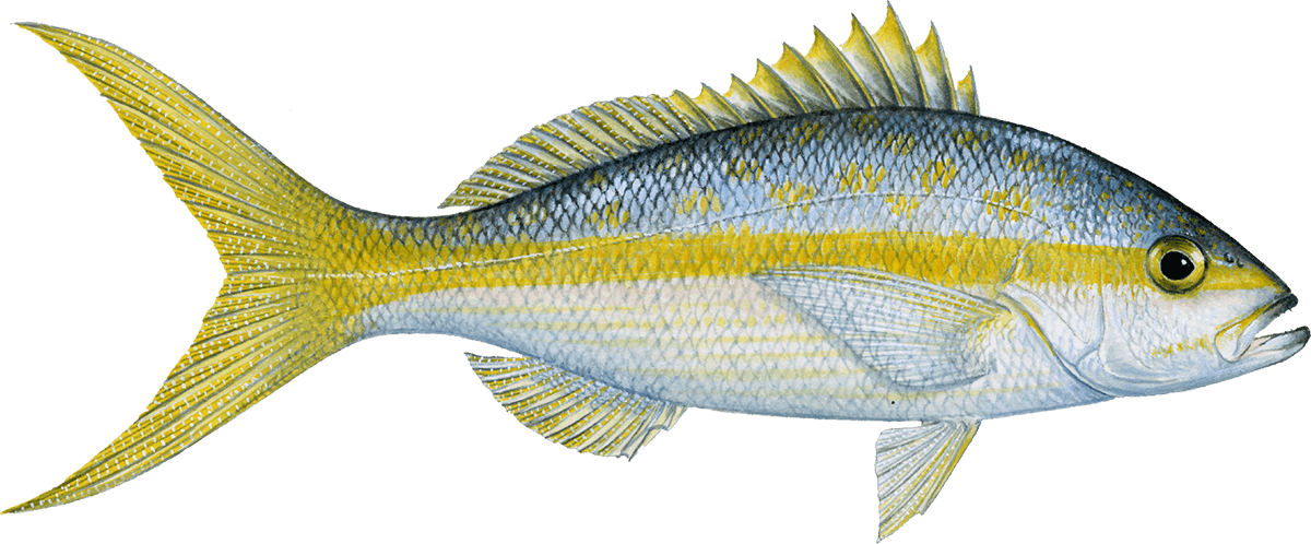 Yellowtail snapper Snapper seafood recommendation