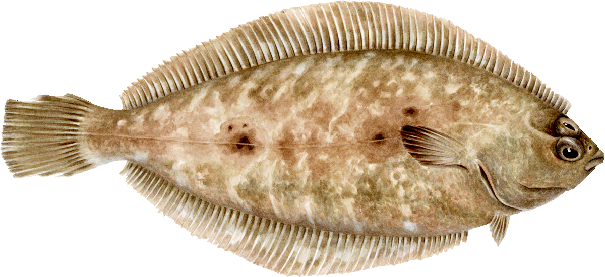 Flathead sole Sole seafood recommendation
